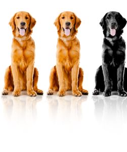Beautiful dogs sitting down in a row - isolated over a white backgroun